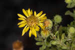 Coastal plain goldenaster